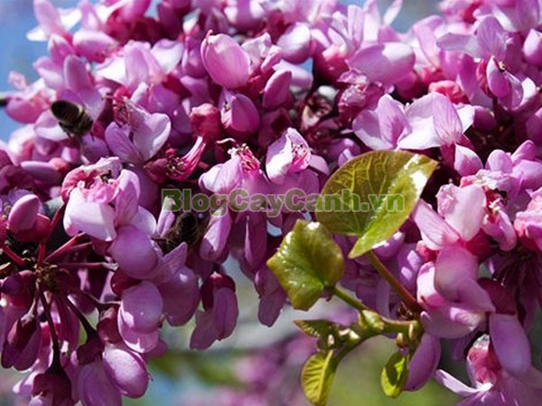 Cây Hoa Hạnh Phúc,cây hoa hạnh phúc, hình ảnh cây hoa hạnh phúc, cây hoa hạnh phúc đẹp, công dụng cây hoa hạnh phúc, cay hoa hanh phuc, cây hạnh phúc,