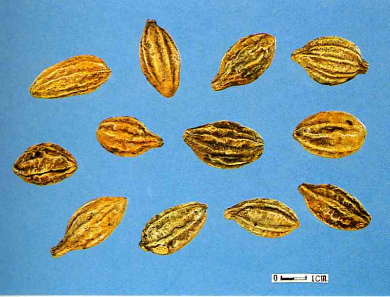 Quả chiêu liêu, kha tử khô