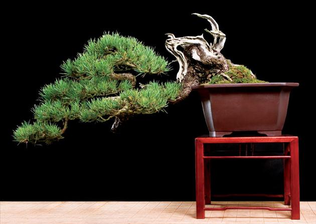 Bonsai Châu Âu - Những tác phẩm đỉnh cao