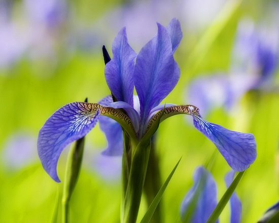 Hoa diên vĩ - iris