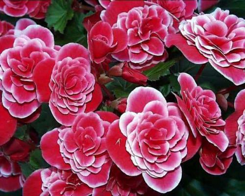 Thu hải đường,Begonia,Begoniaceae,hoa Kim Chính Nhật,cây hoa đẹp