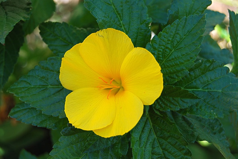 Đông hầu vàng,hoa dừa vàng,Turnera ulmifolia