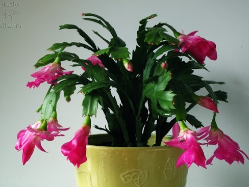 Hoa càng cua,hoa nhật quỳnh,hoa tiểu quỳnh,lan huỳnh,lan càng cua,Zygocactus truncatus (Hax) Moran,Christmas Cactus