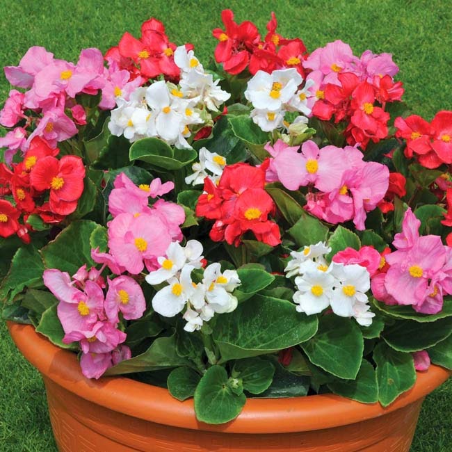 Thu hải đường,Begonia,Begoniaceae,hoa Kim Chính Nhật,cây hoa đẹp