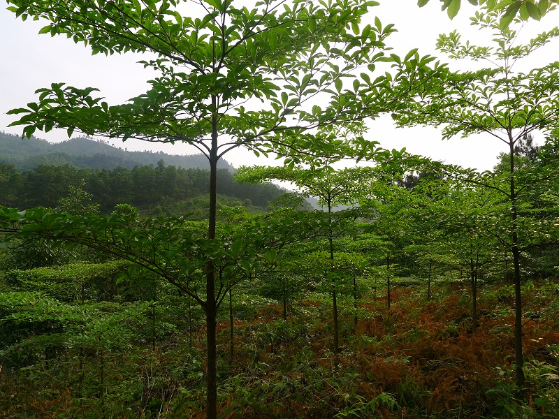 Cây chiêu liêu,chiêu liêu,kha tử,cây tiếu,cây xàng,cây cà lích,cây bana,Terminalia bellirica,chi chiêu liêu,chi bàng,Terminalia,chiêu liêu đen,bàng hôi,bàng mốc,chiêu liêu xanh,choại,xàng tiếu,chiêu liêu ổi,chiêu liêu nghệ,chiêu liêu đỏ,chiêu liêu gân đen,chiêu liêu đồng,tác dụng của chiêu liêu,công dụng của chiêu liêu,công dụng của kha tử,bài thuốc từ chiêu liêu,bài thuốc kha tử,kha tử chữa bệnh,cây làm thuốc