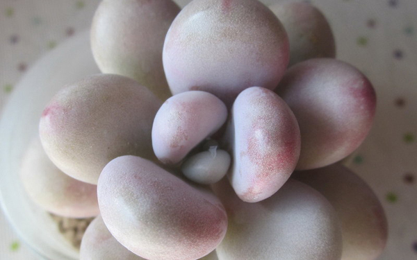 Hoa đá,sen đá,cây sen đá,cây hoa đá,hoa da,sen da