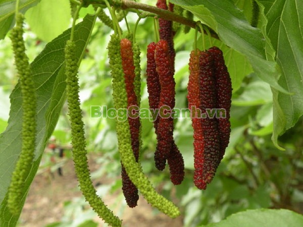 Cây Dâu Quả Dài,cây dâu quả dài, hình ảnh cây dâu quả dài, công dụng của cây dâu quả dài, cây dâu trái dài, cây dâu quả dài Đài Loan, cây dâu đài loan, cay dau qua dai,