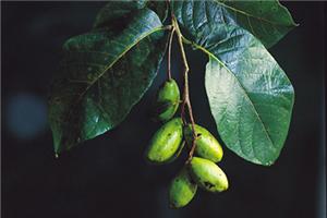 Cây chiêu liêu,chiêu liêu,kha tử,cây tiếu,cây xàng,cây cà lích,cây bana,Terminalia bellirica,chi chiêu liêu,chi bàng,Terminalia,chiêu liêu đen,bàng hôi,bàng mốc,chiêu liêu xanh,choại,xàng tiếu,chiêu liêu ổi,chiêu liêu nghệ,chiêu liêu đỏ,chiêu liêu gân đen,chiêu liêu đồng,tác dụng của chiêu liêu,công dụng của chiêu liêu,công dụng của kha tử,bài thuốc từ chiêu liêu,bài thuốc kha tử,kha tử chữa bệnh,cây làm thuốc