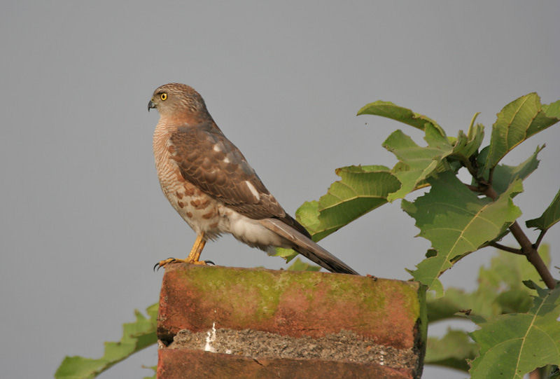 Cây ngái,sung ngái,tầm gửi cây ngái,Ficus hispida,họ dâu tằm,họ Dâu tằm,Moraceae,cây làm thuốc,tác dụng của cây ngái