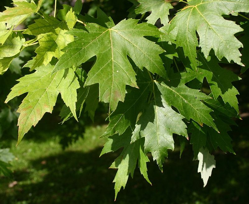 Lá cây phong bạc (Acer saccharinum)