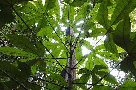 Cây Ươi,cây đười ươi,lười ươi,an nam tử,cây thạch,ươi bay,bàng đại hải,hương đào,lù noi,sam rang,som vang,đại đông quả,Scaphium macropodum,Sterculia lychnophora,Caryophyllum macropodum,Scaphium lychnophorum,Firmiana lychnophora,chi Ươi,họ phụ Trôm,họ Cẩm Quỳ,tác dụng y học của cây ươi