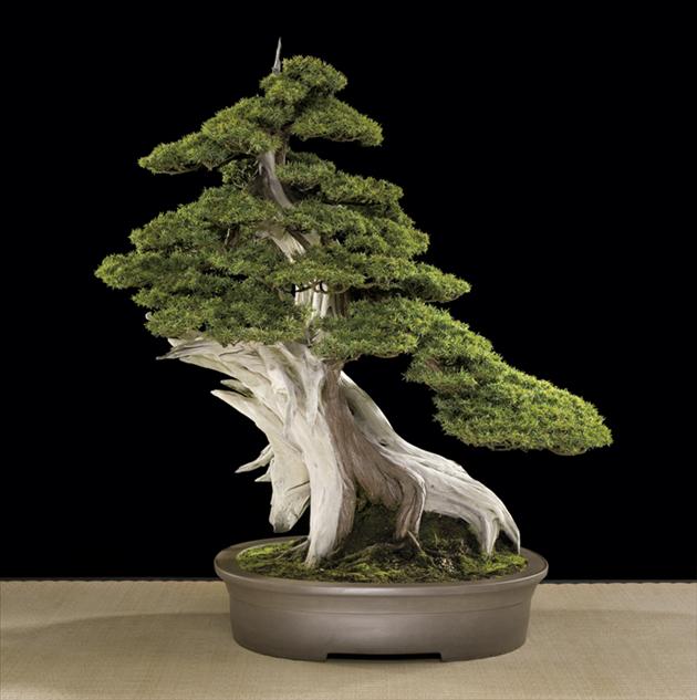 Bonsai Châu Âu - Những tác phẩm đỉnh cao