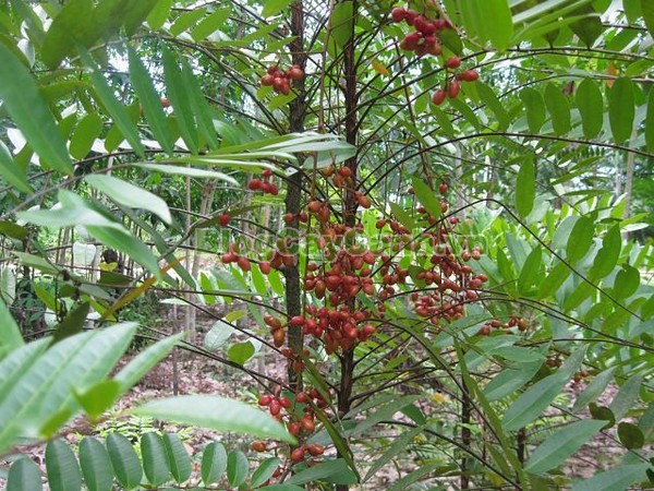 Cây Mật Nhân (Cây bá bệnh),cây mật nhân, họ thanh thất Simaroubaceae, Crassula pinnata Lour, chi Eurycoma, Eurycoma longifolia Jack, hình ảnh cây mật nhân, cây mật nhân chữa bệnh, công dụng cây mật nhân, cay mat nhan, cây bá bệnh, cây bách bệnh,