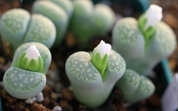 Hoa đá,sen đá,cây sen đá,cây hoa đá,hoa da,sen da