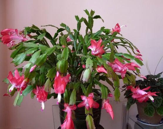 Hoa càng cua,hoa nhật quỳnh,hoa tiểu quỳnh,lan huỳnh,lan càng cua,Zygocactus truncatus (Hax) Moran,Christmas Cactus
