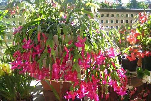 Hoa càng cua,hoa nhật quỳnh,hoa tiểu quỳnh,lan huỳnh,lan càng cua,Zygocactus truncatus (Hax) Moran,Christmas Cactus