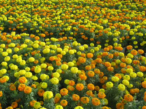 Hoa cúc vạn thọ