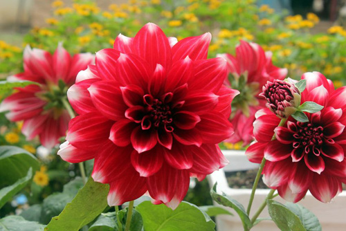 Thược dược,hoa thược dược,Dahlia variabilis Desf,họ cúc,Asteraceae,hoa tướng,ý nghĩa hoa thược dược,truyền thuyết hoa thược dược