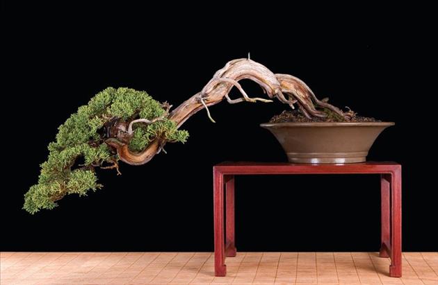 Bonsai Châu Âu - Những tác phẩm đỉnh cao