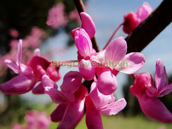 Cây Hoa Hạnh Phúc,cây hoa hạnh phúc, hình ảnh cây hoa hạnh phúc, cây hoa hạnh phúc đẹp, công dụng cây hoa hạnh phúc, cay hoa hanh phuc, cây hạnh phúc,