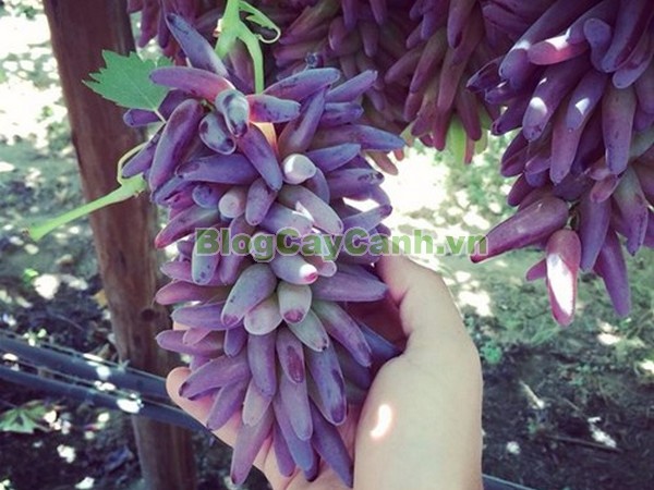Cây Nho Phù Thủy (Cây nho ngón tay),cây nho phù thủy, finger grape, hình ảnh cây nho phù thủy, cây nho phù thủy đẹp, cay nho phu thuy, nho phù thủy, cây nho ngón tay, cây nho phù thủy hình ngón tay,
