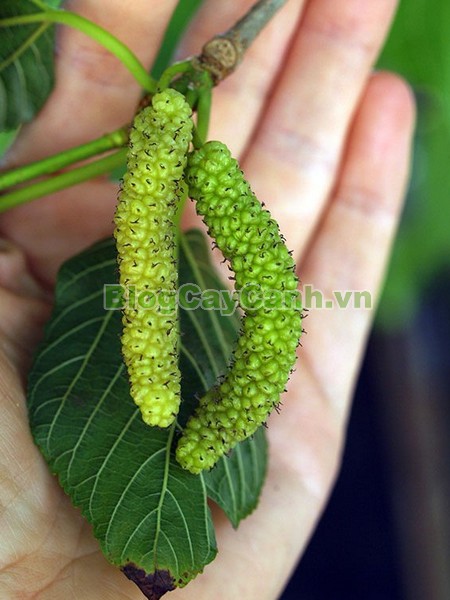 Cây Dâu Quả Dài,cây dâu quả dài, hình ảnh cây dâu quả dài, công dụng của cây dâu quả dài, cây dâu trái dài, cây dâu quả dài Đài Loan, cây dâu đài loan, cay dau qua dai,