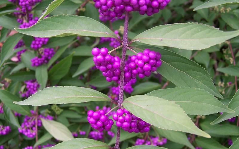 Tử châu,tử châu lá nhỏ,cây thuốc ké,Callicarpa dichotoma,cỏ roi ngựa,Verbenaceae,họ hoa môi,Lamiaceae,chi tử châu,chi nàng nàng,chi tu hú,Callicarpa