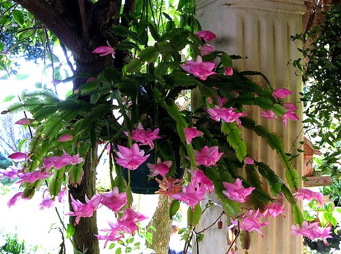 Hoa càng cua,hoa nhật quỳnh,hoa tiểu quỳnh,lan huỳnh,lan càng cua,Zygocactus truncatus (Hax) Moran,Christmas Cactus
