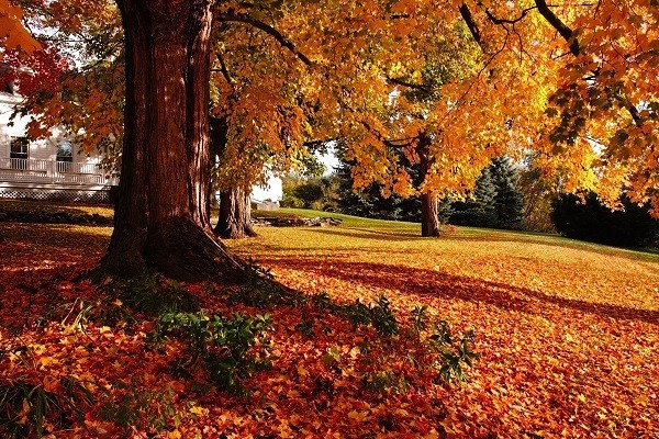 Cây phong ở Vermont, Mỹ