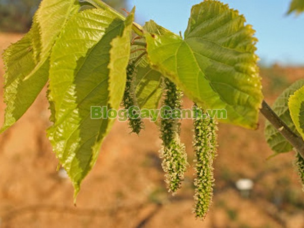 Cây Dâu Quả Dài,cây dâu quả dài, hình ảnh cây dâu quả dài, công dụng của cây dâu quả dài, cây dâu trái dài, cây dâu quả dài Đài Loan, cây dâu đài loan, cay dau qua dai,