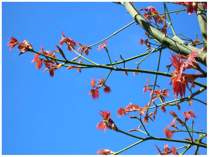 Phong lá đỏ có mặt tại Khu du lịch Đồi Mộng Mơ, Đà Lạt