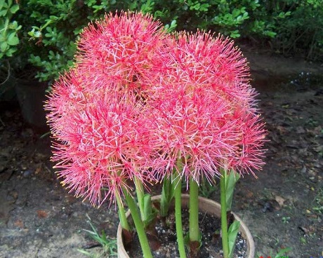 Hồng Tú Cầu,hong tu cau,huyết hoa,hoa quốc khánh,pháo hoa,pháo hồng,pháo bông,Scadoxus multiflorus,Haemanthus multiflorus