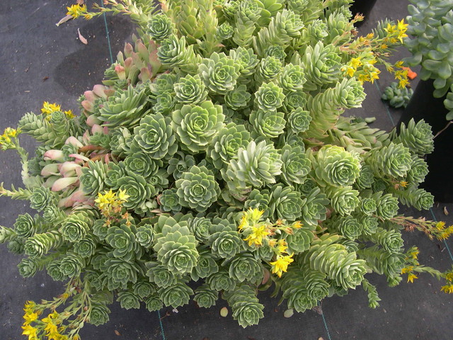 Hoa đá,sen đá,cây sen đá,cây hoa đá,hoa da,sen da