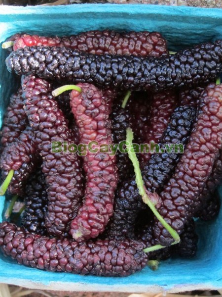 Cây Dâu Quả Dài,cây dâu quả dài, hình ảnh cây dâu quả dài, công dụng của cây dâu quả dài, cây dâu trái dài, cây dâu quả dài Đài Loan, cây dâu đài loan, cay dau qua dai,