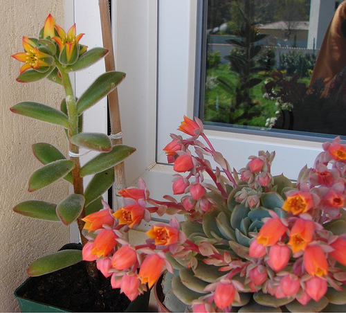 Hoa đá,sen đá,cây sen đá,cây hoa đá,hoa da,sen da