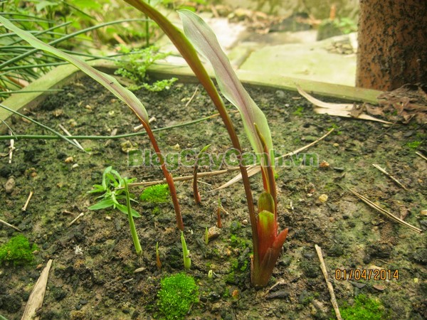Cây Ngải Năm Ông,cây ngải năm ông, công dụng cây ngải năm ông, tác dụng chữa bệnh của cây ngải năm ông, cay ngai nam ong,cây ngải, cây ngải chàng, cây ngải nàng, cây ngải nàng năm ông,