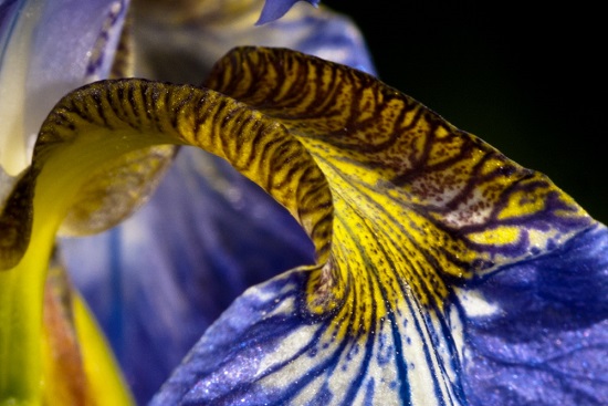 Hoa diên vĩ - iris