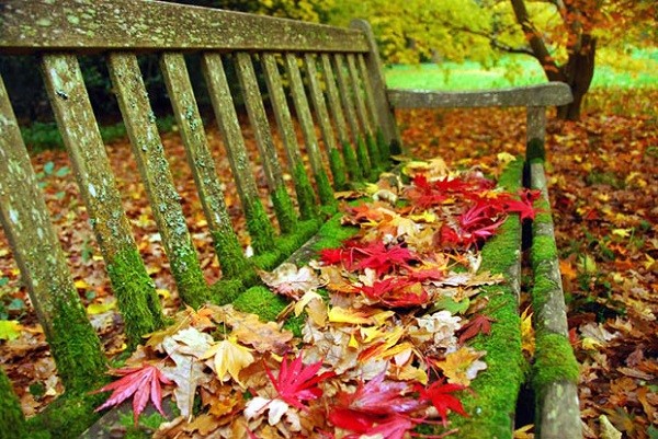 Cây Phong ở Westonbirt, Anh