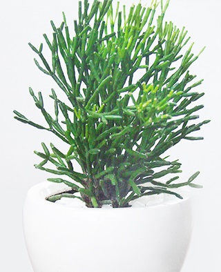 Cây lộc nhung,cay loc nhung,xương rồng sừng hươu,lộc nhung,cây xương rồng,cây phong thủy,cây nội thất