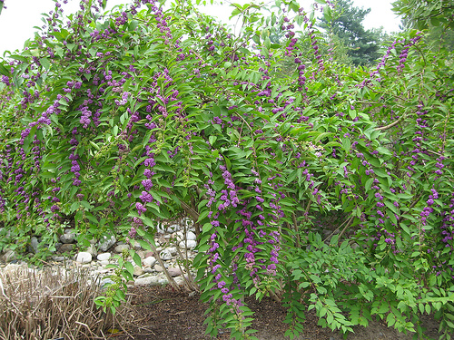 Tử châu,tử châu lá nhỏ,cây thuốc ké,Callicarpa dichotoma,cỏ roi ngựa,Verbenaceae,họ hoa môi,Lamiaceae,chi tử châu,chi nàng nàng,chi tu hú,Callicarpa