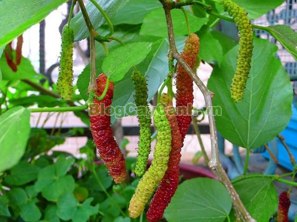 Cây Dâu Quả Dài,cây dâu quả dài, hình ảnh cây dâu quả dài, công dụng của cây dâu quả dài, cây dâu trái dài, cây dâu quả dài Đài Loan, cây dâu đài loan, cay dau qua dai,