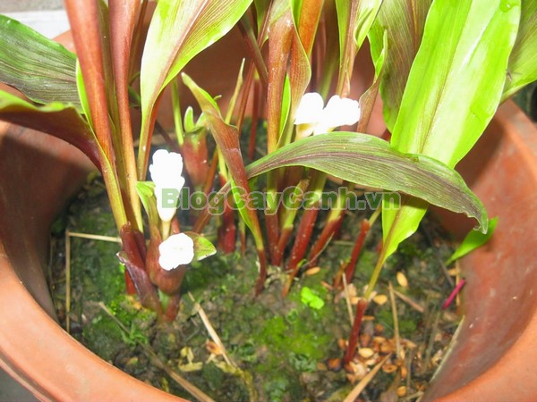 Cây Ngải Năm Ông,cây ngải năm ông, công dụng cây ngải năm ông, tác dụng chữa bệnh của cây ngải năm ông, cay ngai nam ong,cây ngải, cây ngải chàng, cây ngải nàng, cây ngải nàng năm ông,