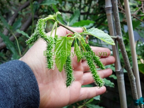 Cây Dâu Quả Dài,cây dâu quả dài, hình ảnh cây dâu quả dài, công dụng của cây dâu quả dài, cây dâu trái dài, cây dâu quả dài Đài Loan, cây dâu đài loan, cay dau qua dai,