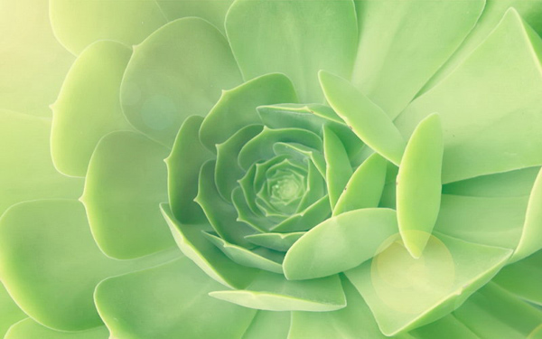 Hoa đá,sen đá,cây sen đá,cây hoa đá,hoa da,sen da