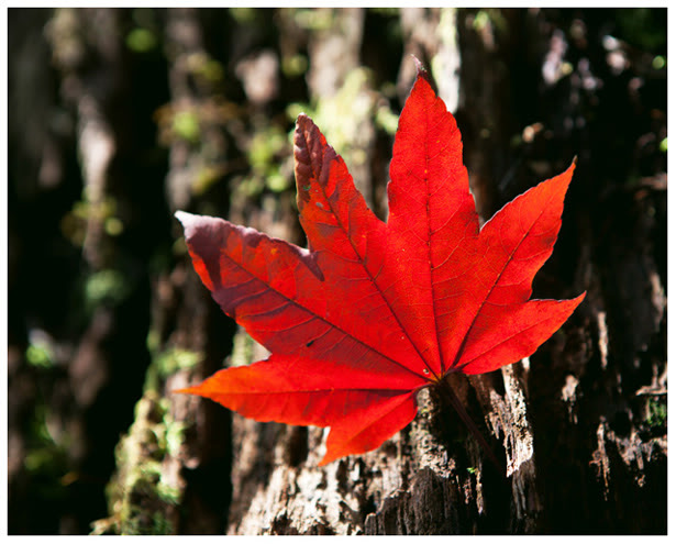 Lá cây phong trên đỉnh Phan Xi Păng thuộc dãy Hoàng Liên, tỉnh Lào Cai - Việt Nam