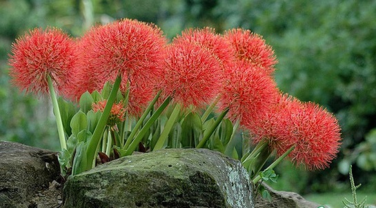 Hồng Tú Cầu,hong tu cau,huyết hoa,hoa quốc khánh,pháo hoa,pháo hồng,pháo bông,Scadoxus multiflorus,Haemanthus multiflorus