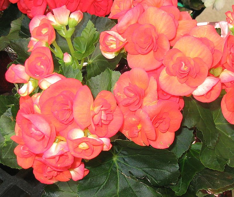 Thu hải đường,Begonia,Begoniaceae,hoa Kim Chính Nhật,cây hoa đẹp