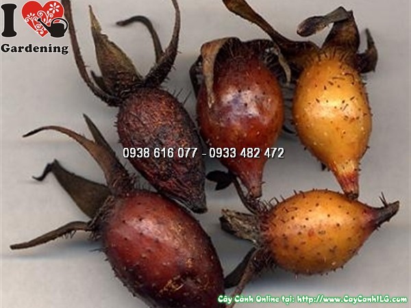 Cây Kim Anh Tử (Cây kim anh),cây kim anh tử, cây mác nam coi, Rosa laevigata Michx., họ Hoa hồng, họ Rosaceae, cây thích lê tử, cây đường quán tử, hình ảnh cây kim anh tử, cây kim anh tử chữa bệnh, trái kim anh tử, quả kim anh tử,