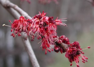Cây Phong,Cây phong,phong,cay phong,cây gỗ thích,Acer,Aceraceae,Hippocastanaceae,chi phong,họ phong,họ dẻ ngựa,cây bảy lá,lộc đồng,họ bồ hòn,Sapindaceae,Sapindaceae