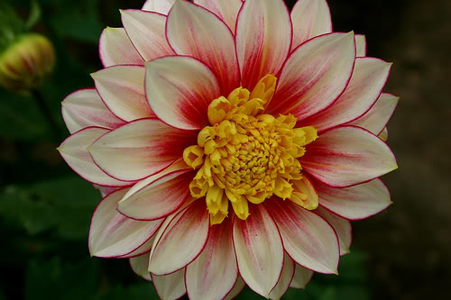 Thược dược tàn ong